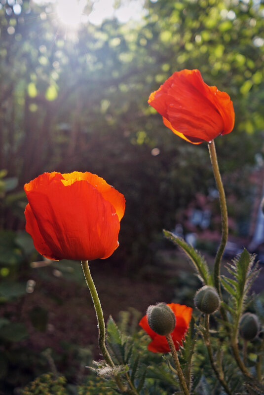 Смак - sorovey Sol Смак - sorovey Sol