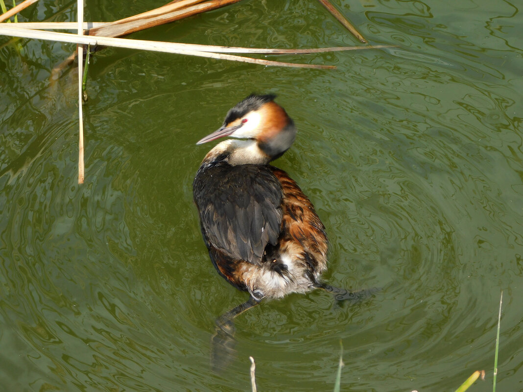 Большая поганка - Наиля 