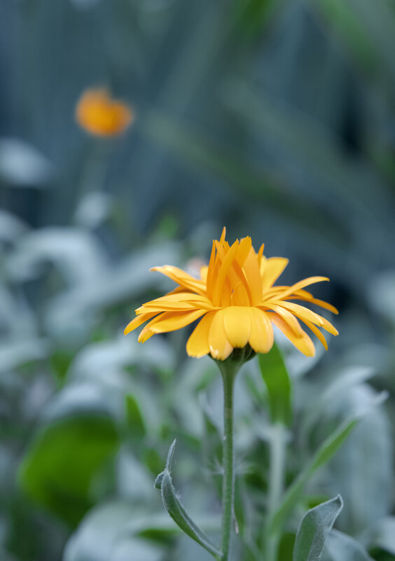 Нежность вечернего тумана - Валерий Басыров Нежность вечернего тумана - Валерий Басыров