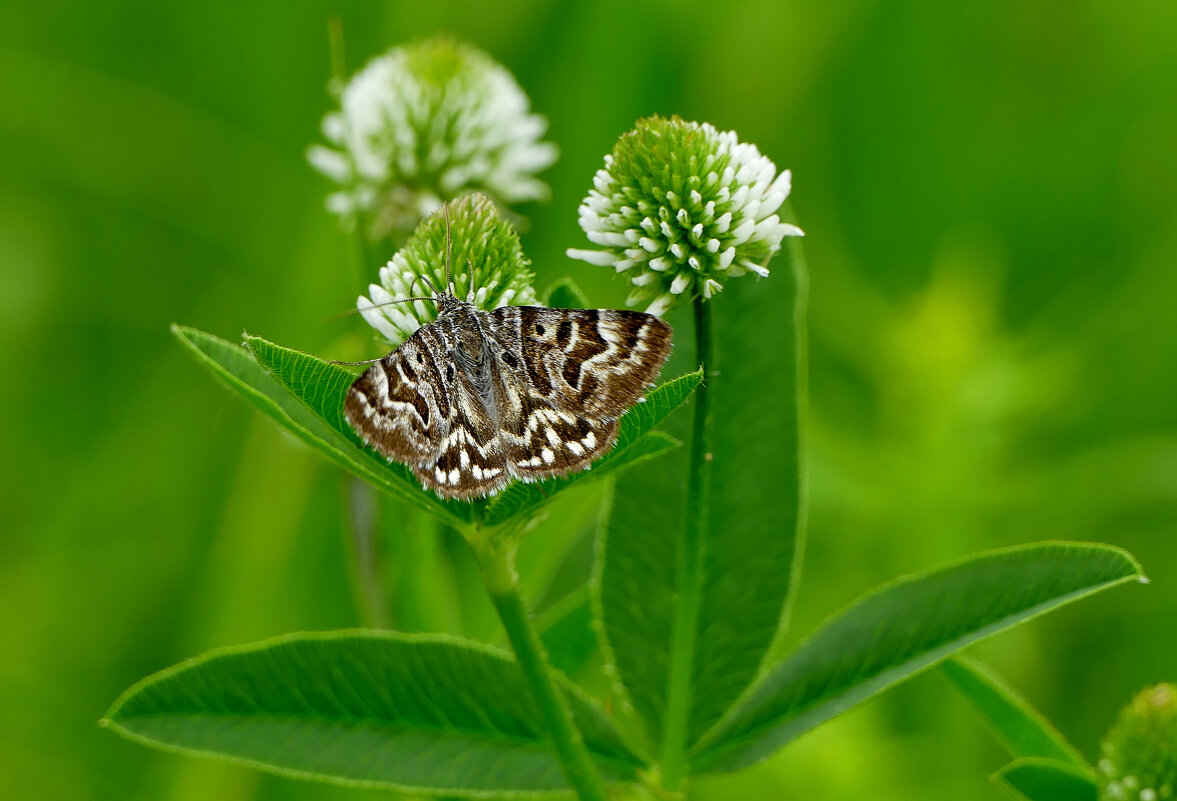 Бабочки, снятые сегодня  2 - Александр Прокудин
