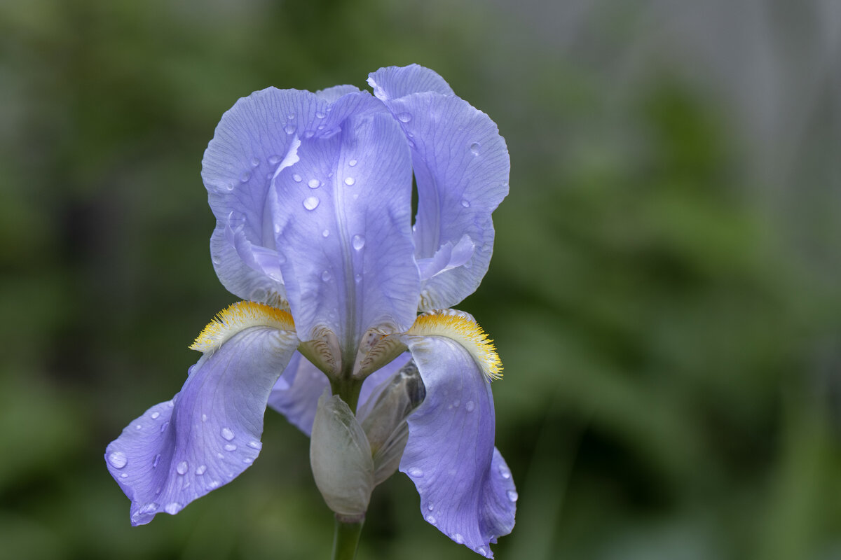 Красавец - Валерий Басыров Красавец - Валерий Басыров