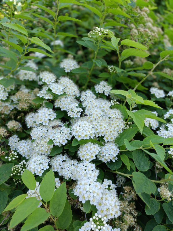 цветение - Галина R... цветение - Галина R...