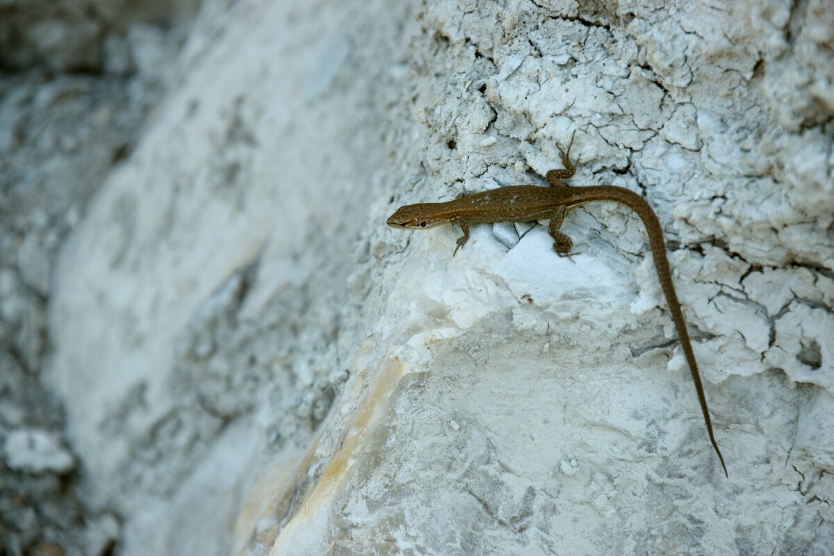 Ящерица - Сергей П.