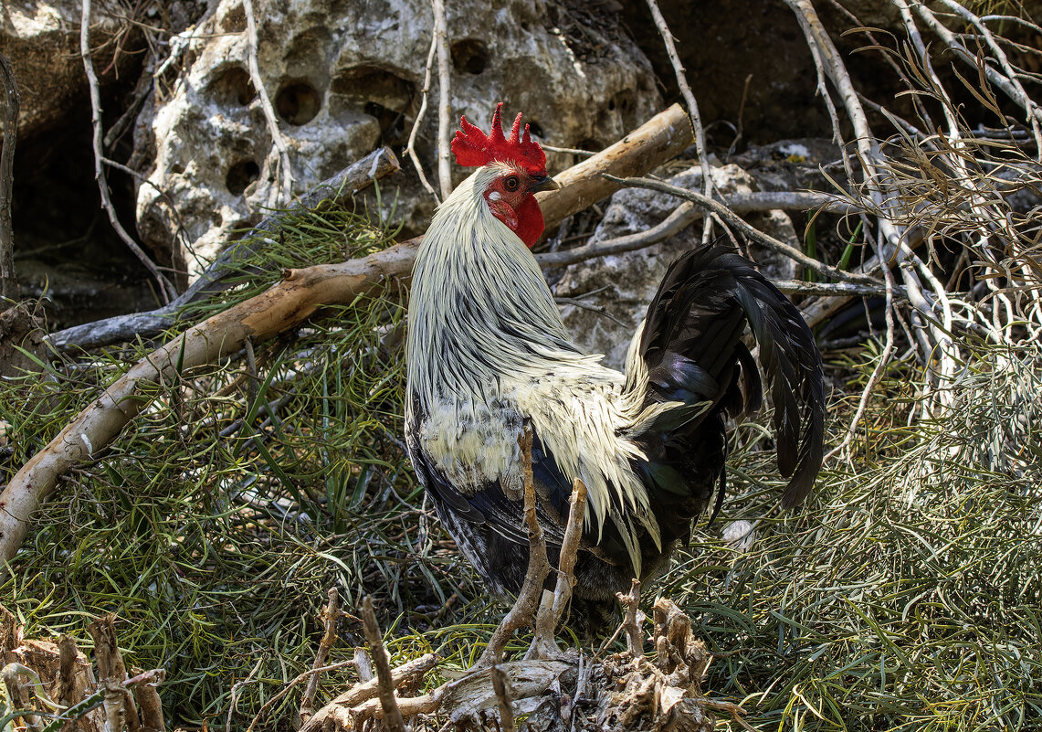 *** - Alexander Amromin