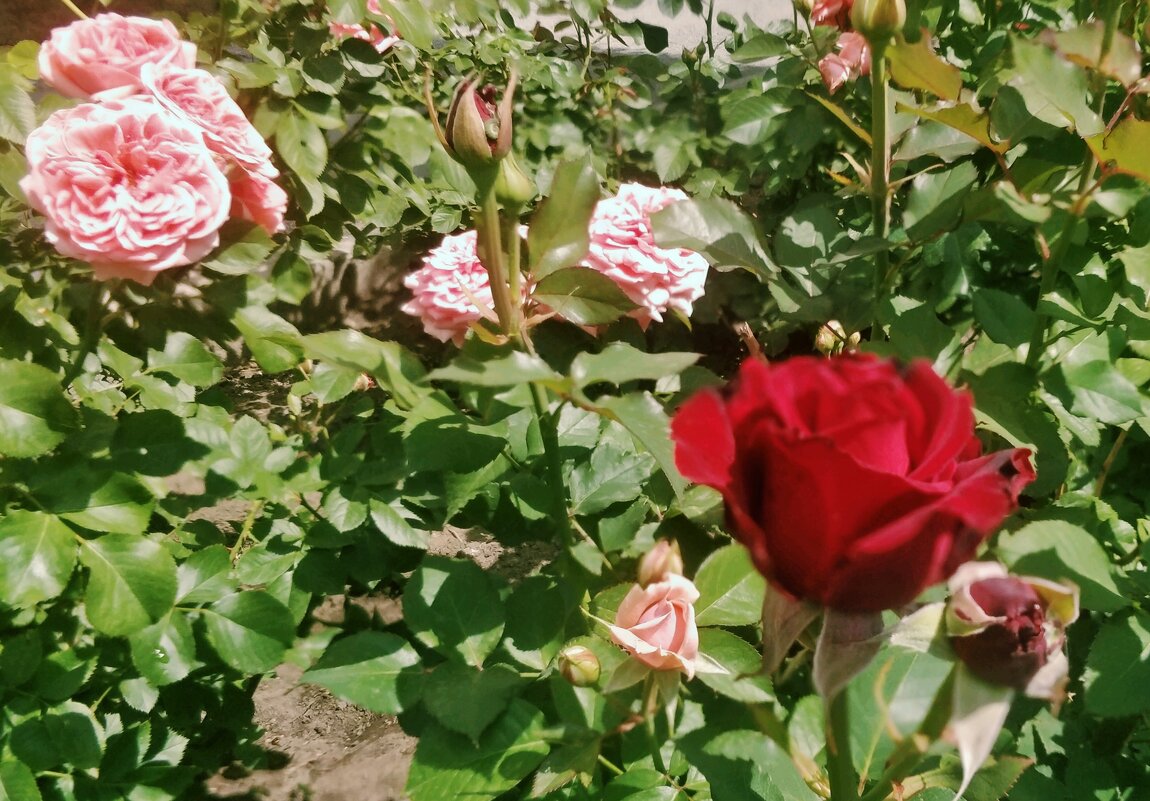 Розовое лето - Андрей Хлопонин