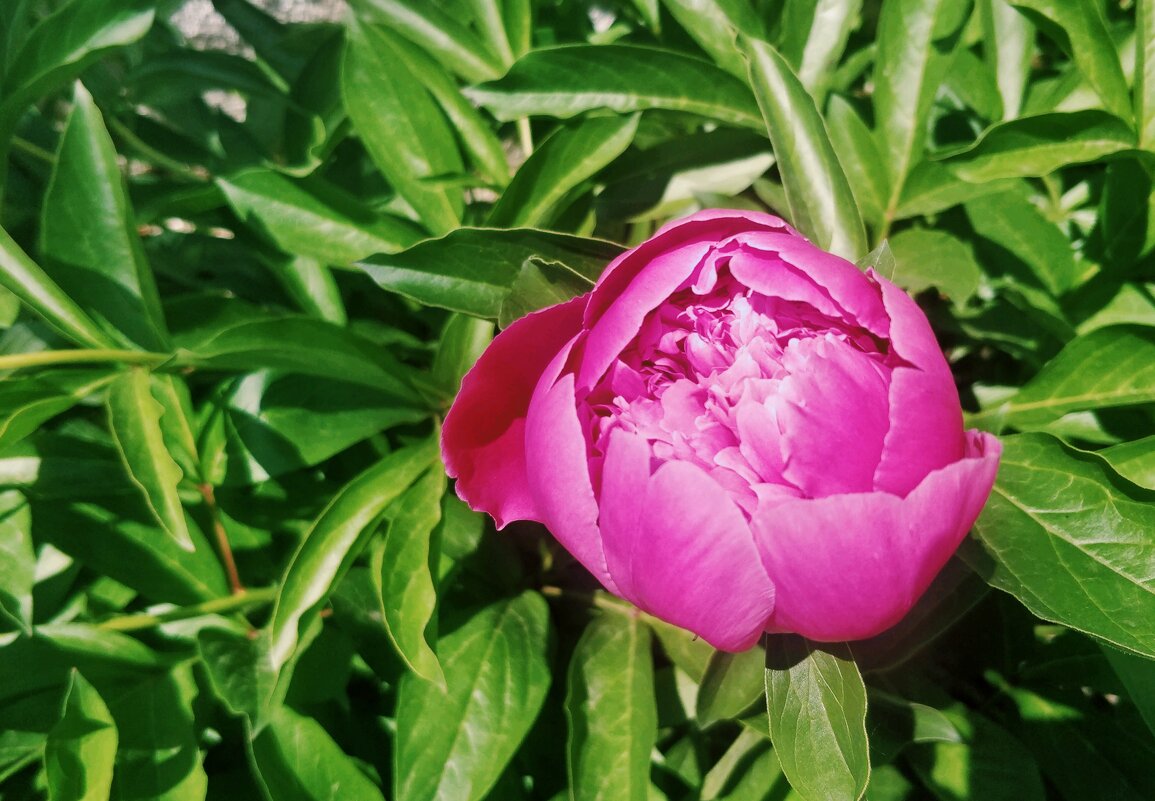 Краски лета - Андрей Хлопонин