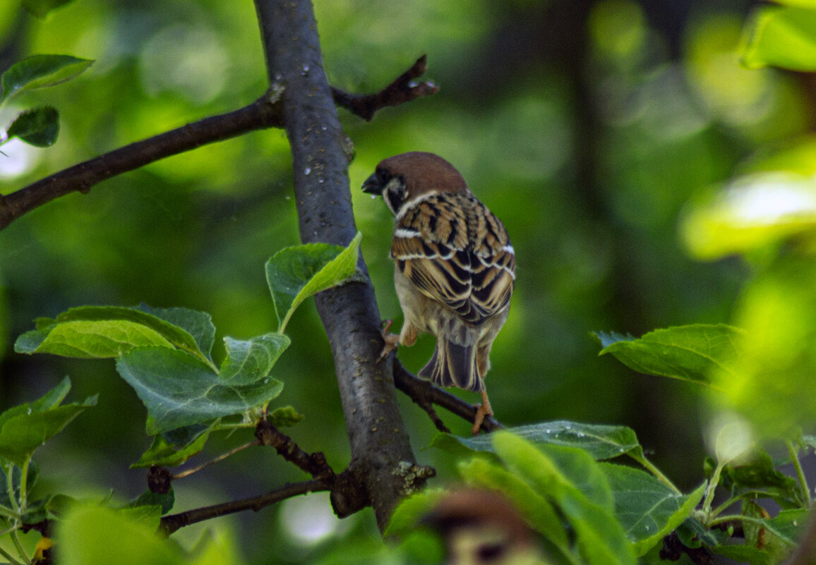 воробей - petyxov петухов воробей - petyxov петухов