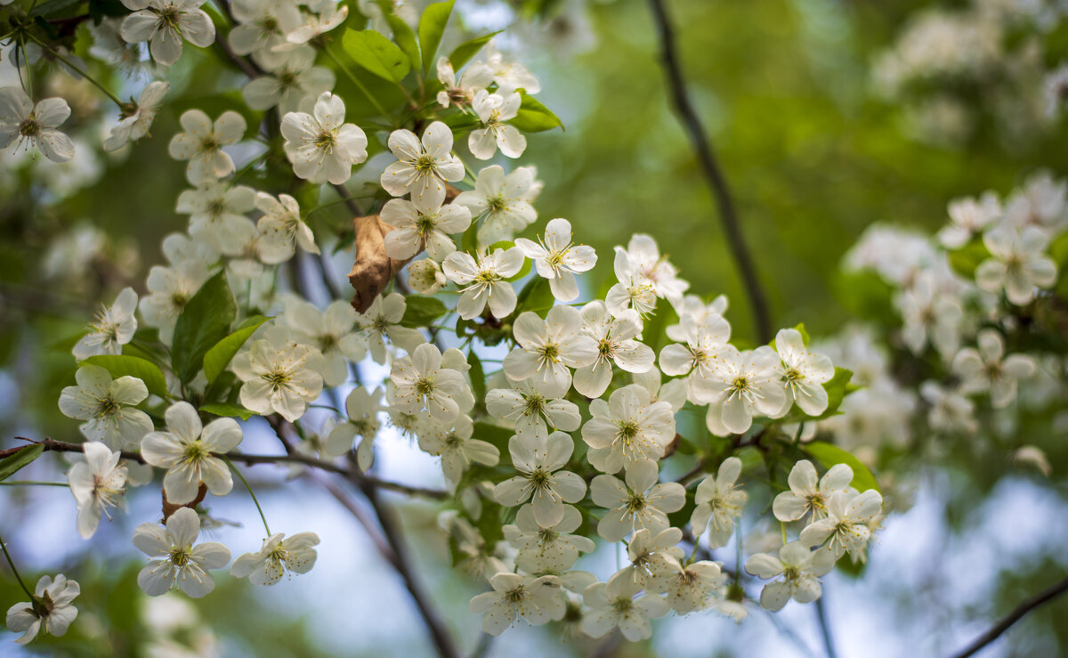 Весна - Петр 