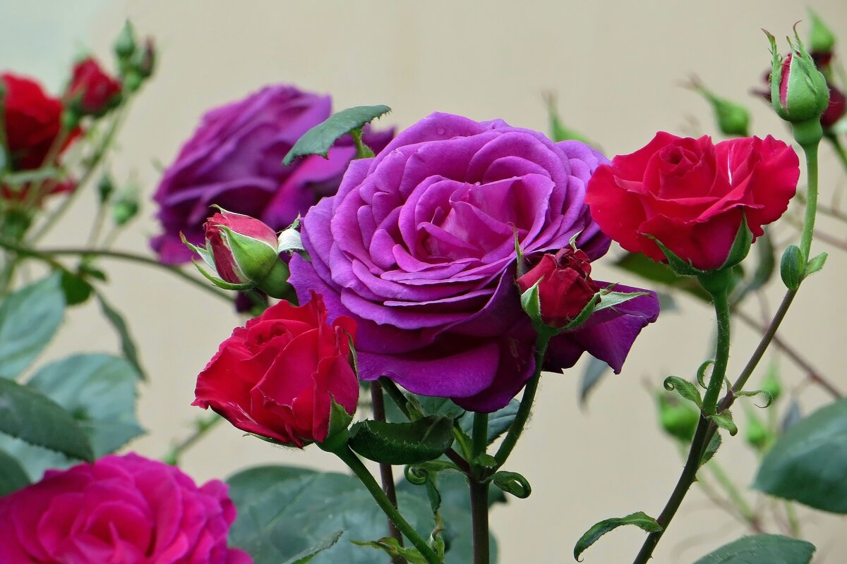 Удивительная двухцветная роза - Татьяна Смоляниченко Удивительная двухцветная роза - Татьяна Смоляниченко