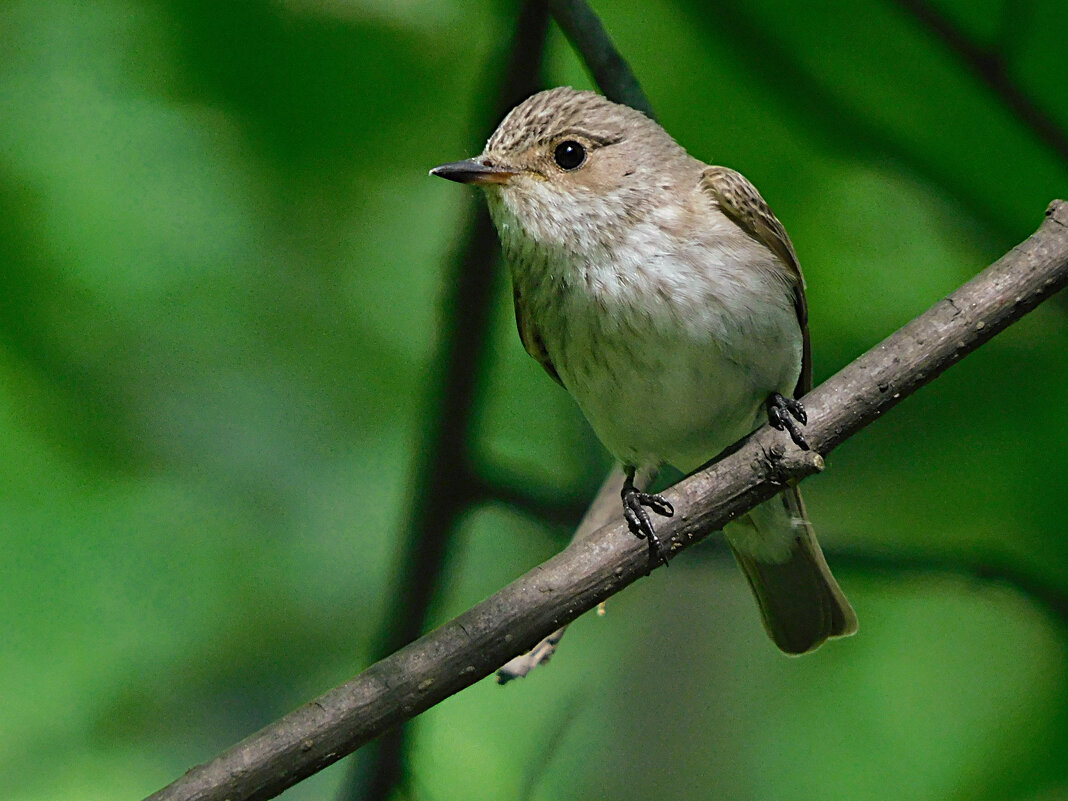 Серая мухоловка - Лина Серая мухоловка - Лина