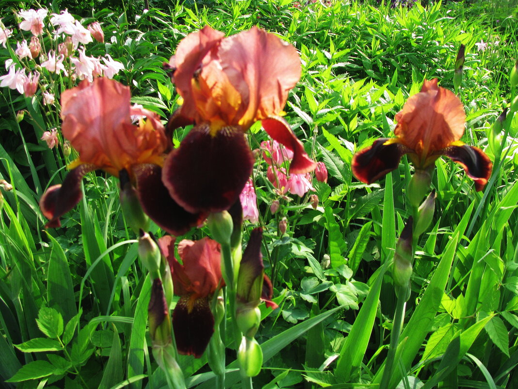 Красивые ирисы - Людмила Смородинская