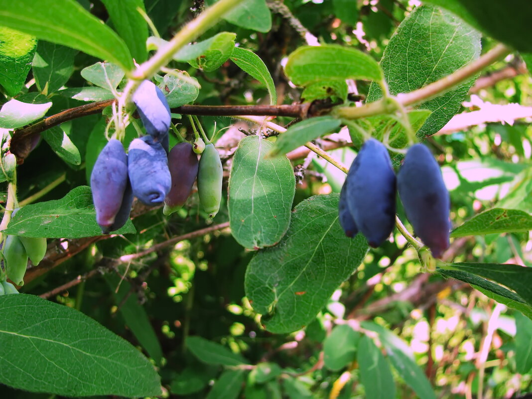 Жимолость поспевает - Людмила Смородинская Жимолость поспевает - Людмила Смородинская
