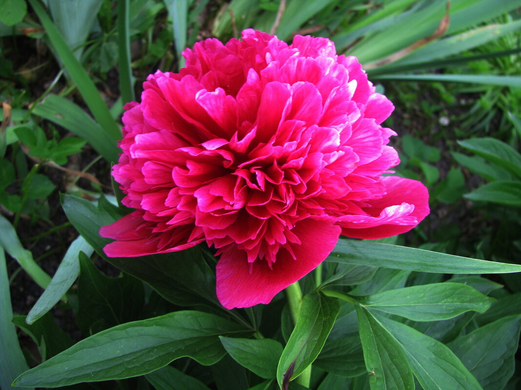 Красавчик пион - Людмила Смородинская Красавчик пион - Людмила Смородинская