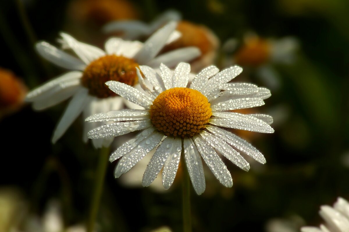 Ромашковое утро - Юрий. Шмаков