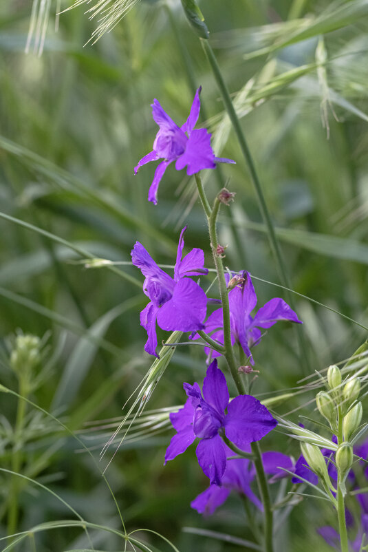 Травы спутаны и примяты... - Валерий Басыров