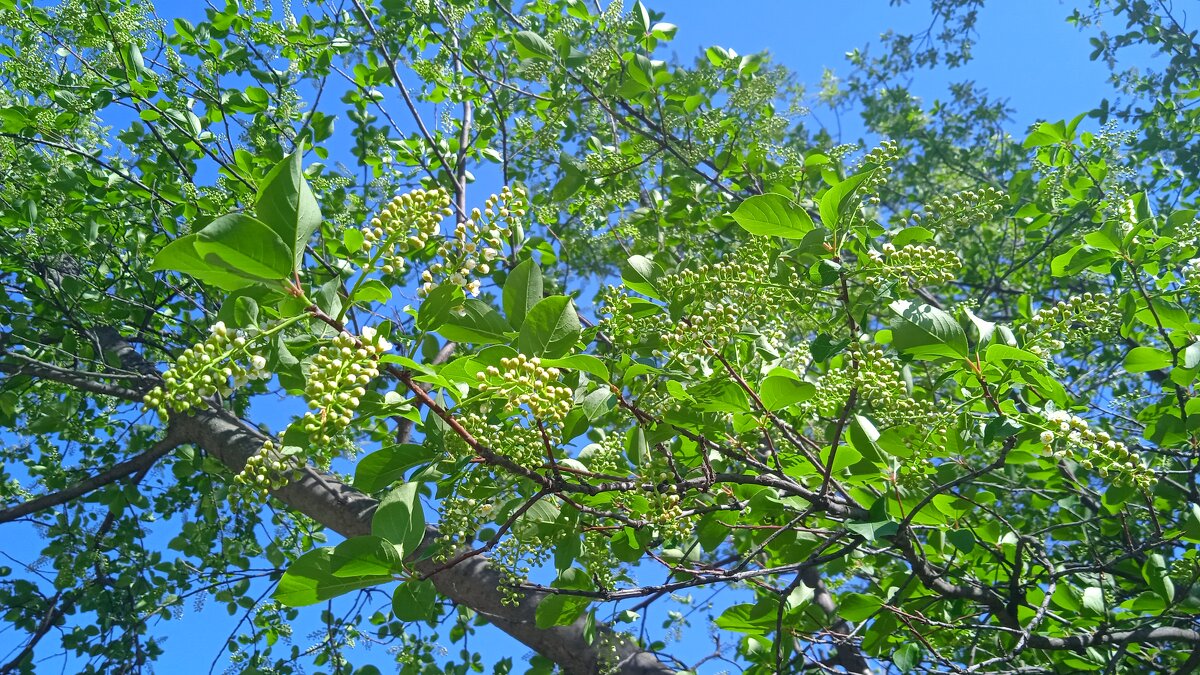 черёмуха - Елена Шаламова