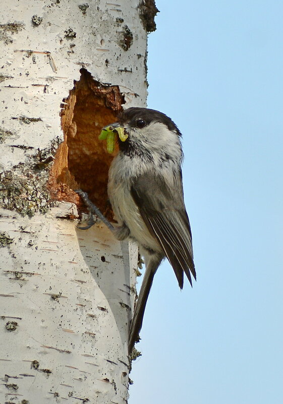 Пухляк - Владислав Иопек