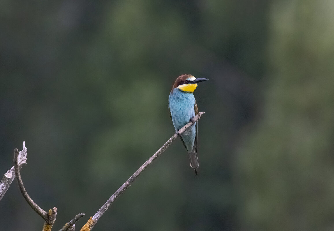 молодые щурки - юрий макаров молодые щурки - юрий макаров