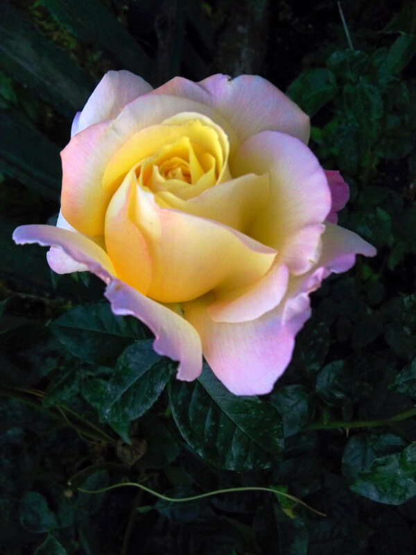 Глория Дей - Валентин Семчишин Глория Дей - Валентин Семчишин