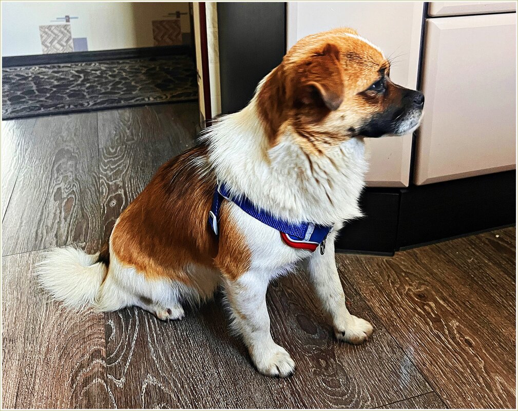 Мой Яша. Взяла из приюта неделю назад. Привыкаем. - Валерия Комова