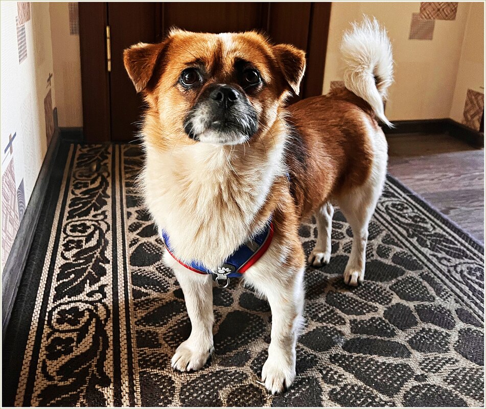 Мой Яшенька. Взяла из приюта неделю назад. - Валерия Комова Мой Яшенька. Взяла из приюта неделю назад. - Валерия Комова