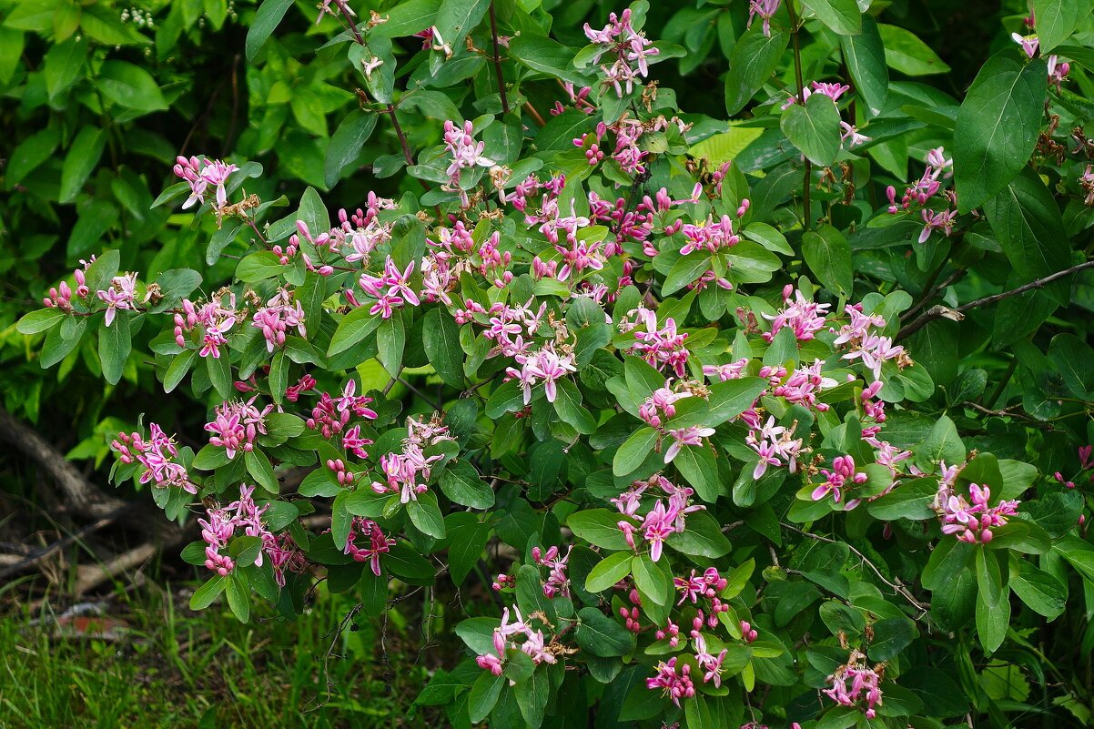 Цветет Жимолость татарская - Рита Симонова Цветет Жимолость татарская - Рита Симонова