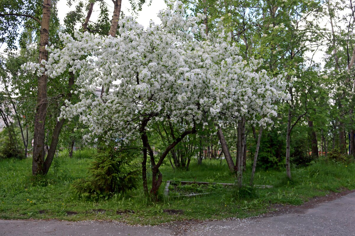 Лето в Заполярье - Ольга Лето в Заполярье - Ольга