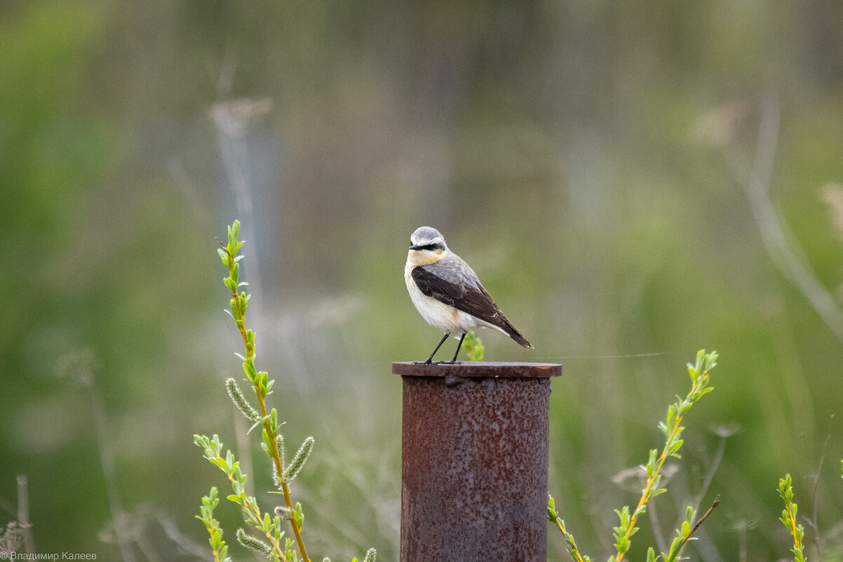 Обыкновенная каменка - Владимир Калеев
