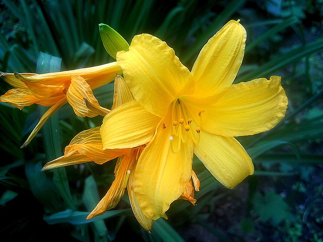 Лилейник - Елена Семигина