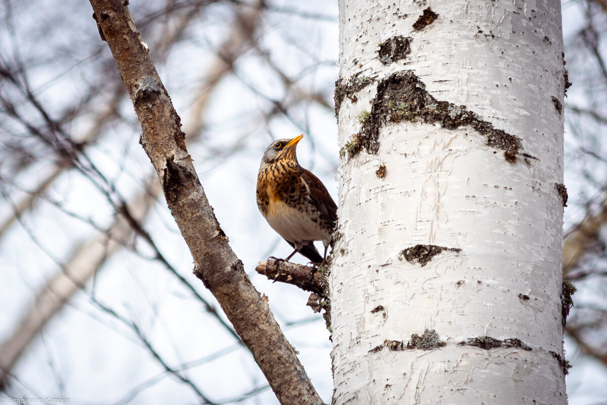 Рябинник - Владимир Калеев