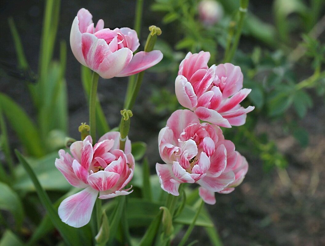 Тюльпаны, как пионы! - ZNatasha - Тюльпаны, как пионы! - ZNatasha -