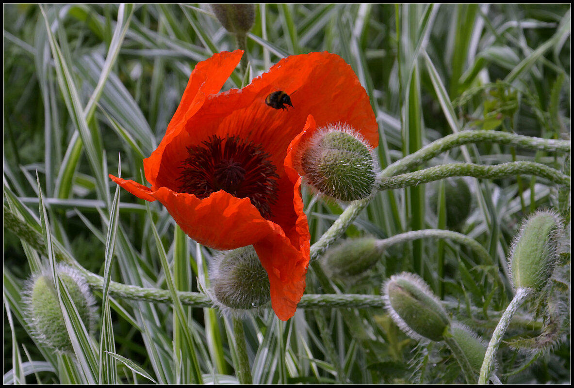 Маки - Aleksandr Gal