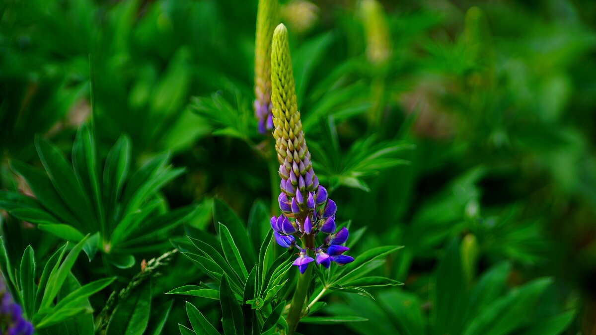 Время люпинов - Наталья Лакомова Время люпинов - Наталья Лакомова