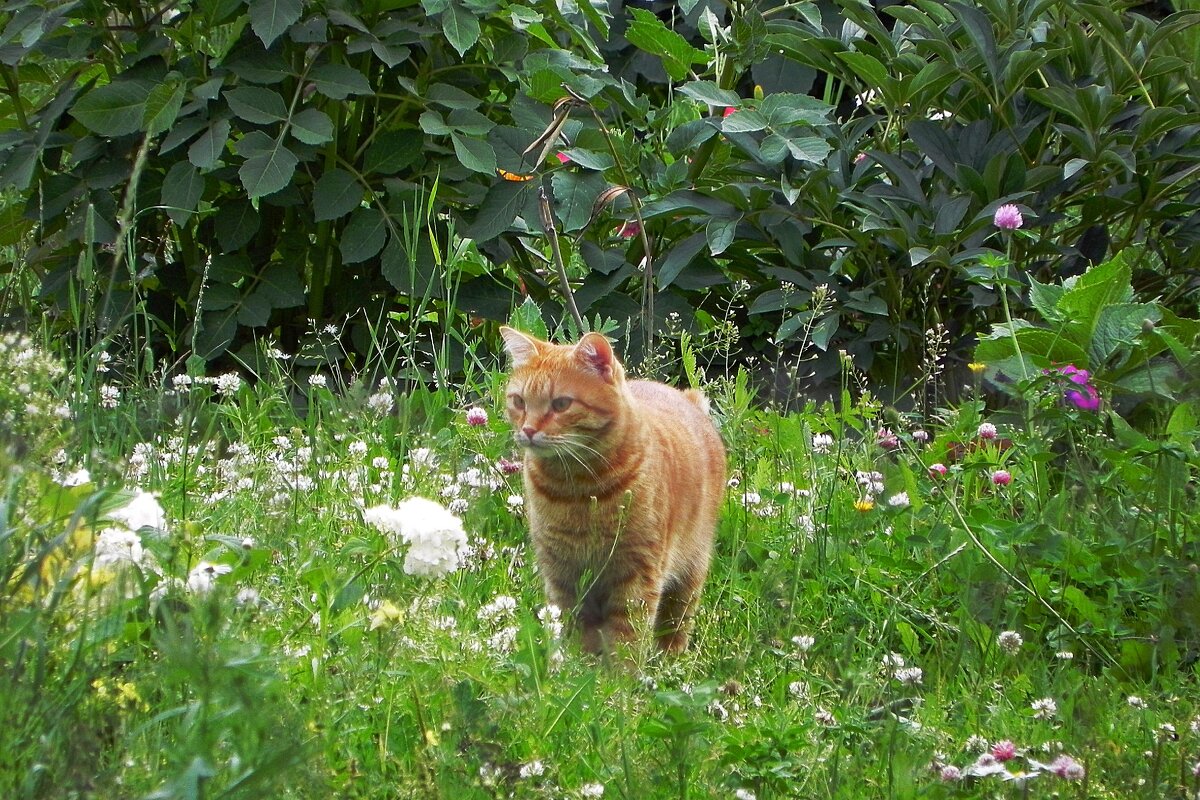 Обход владений - Oleg4618 Шутченко