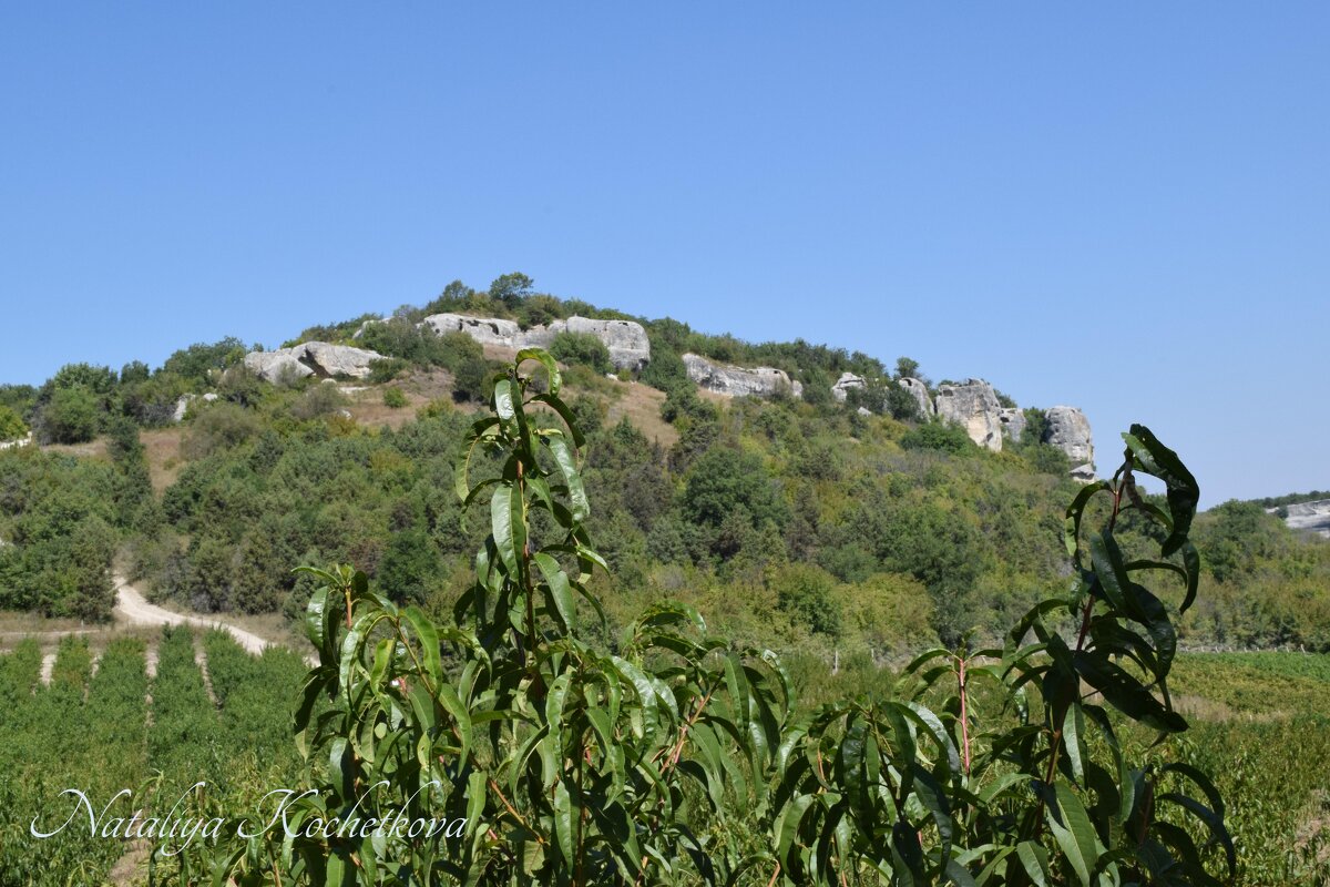 Природа Крыма - Amazing Cosmea