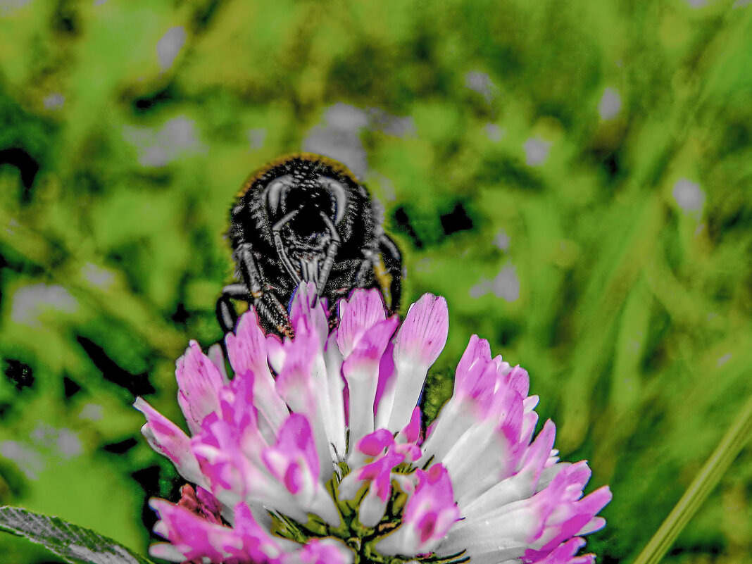 Чудовище - Oleg4618 Шутченко Чудовище - Oleg4618 Шутченко