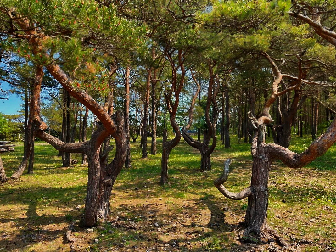 Saaremaa 010625 1m - Arturs Ancans