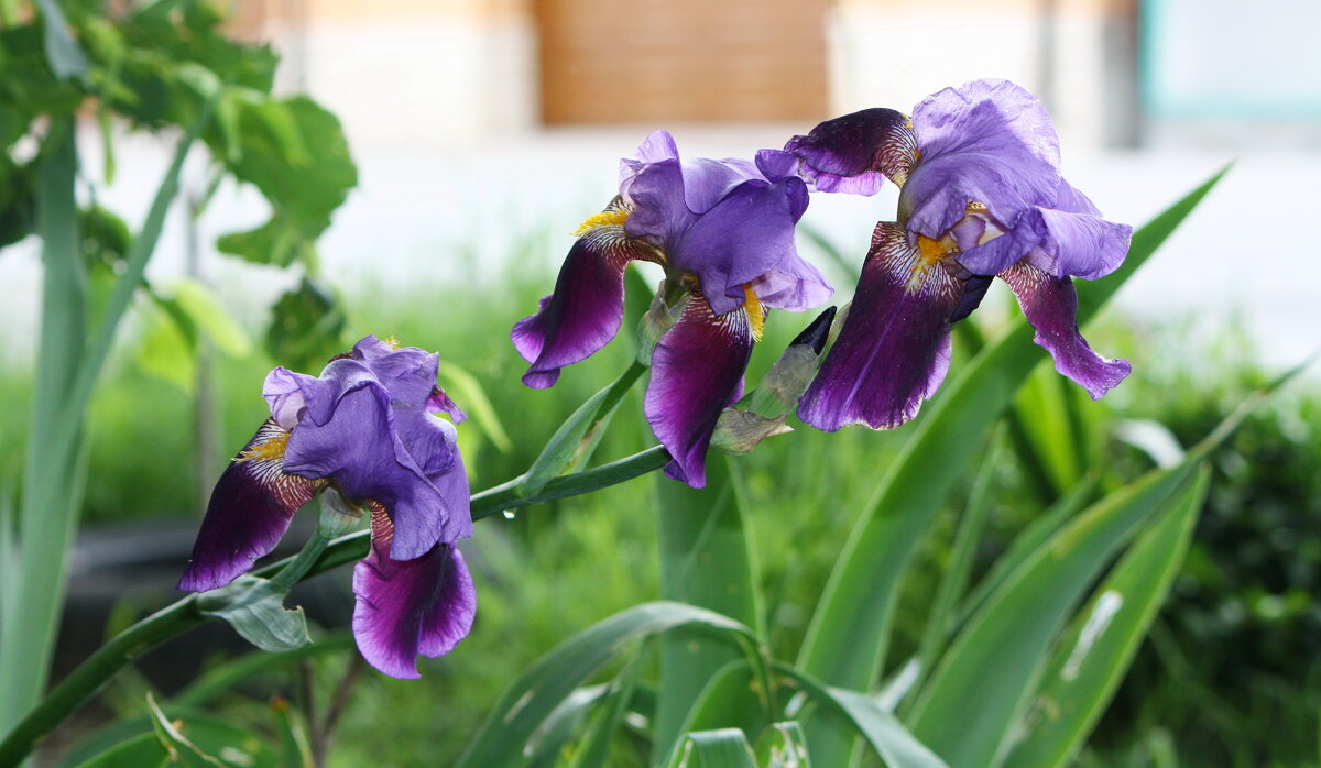 Ирис - Константин Штарк Ирис - Константин Штарк