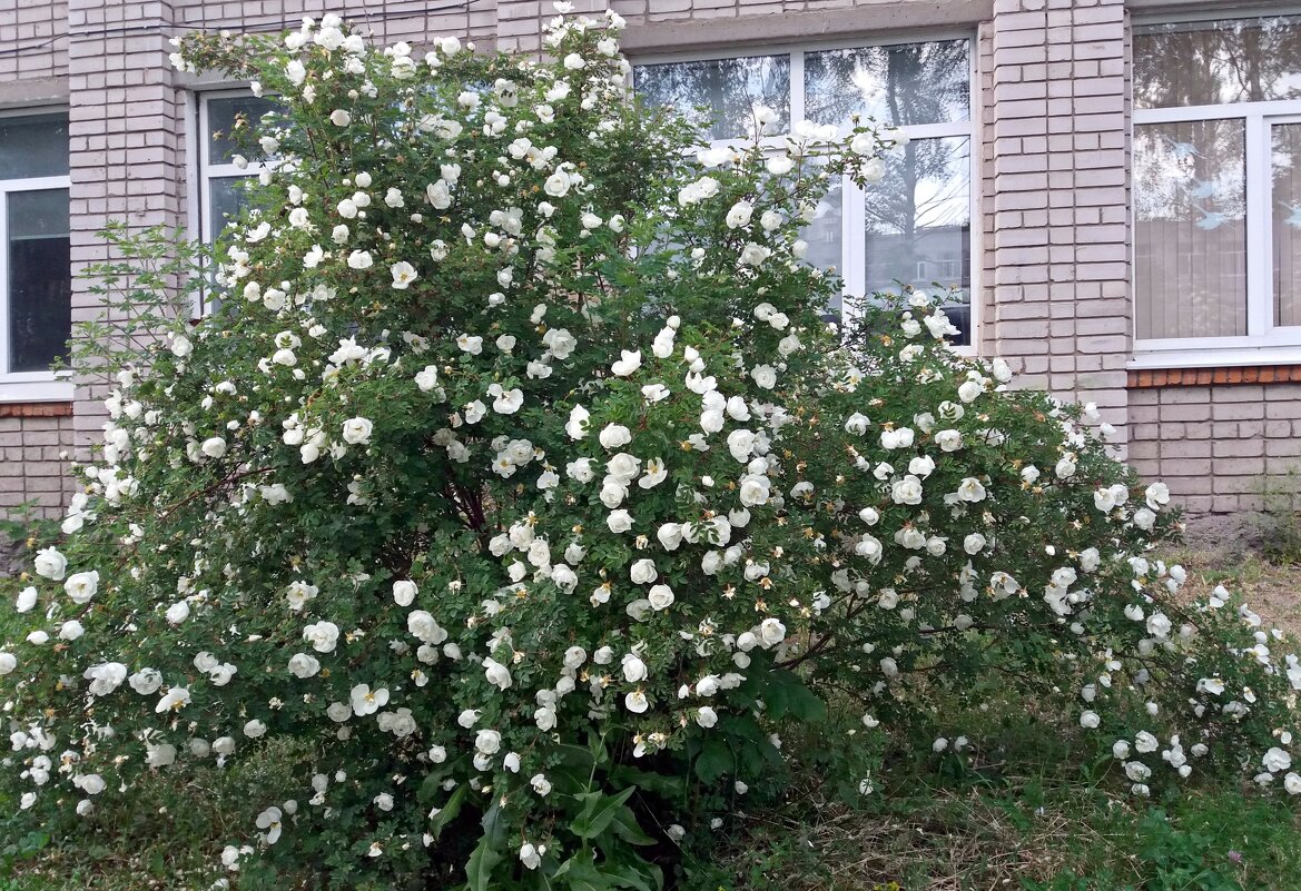 В белом цветении куст под окном - Galina Solovova В белом цветении куст под окном - Galina Solovova