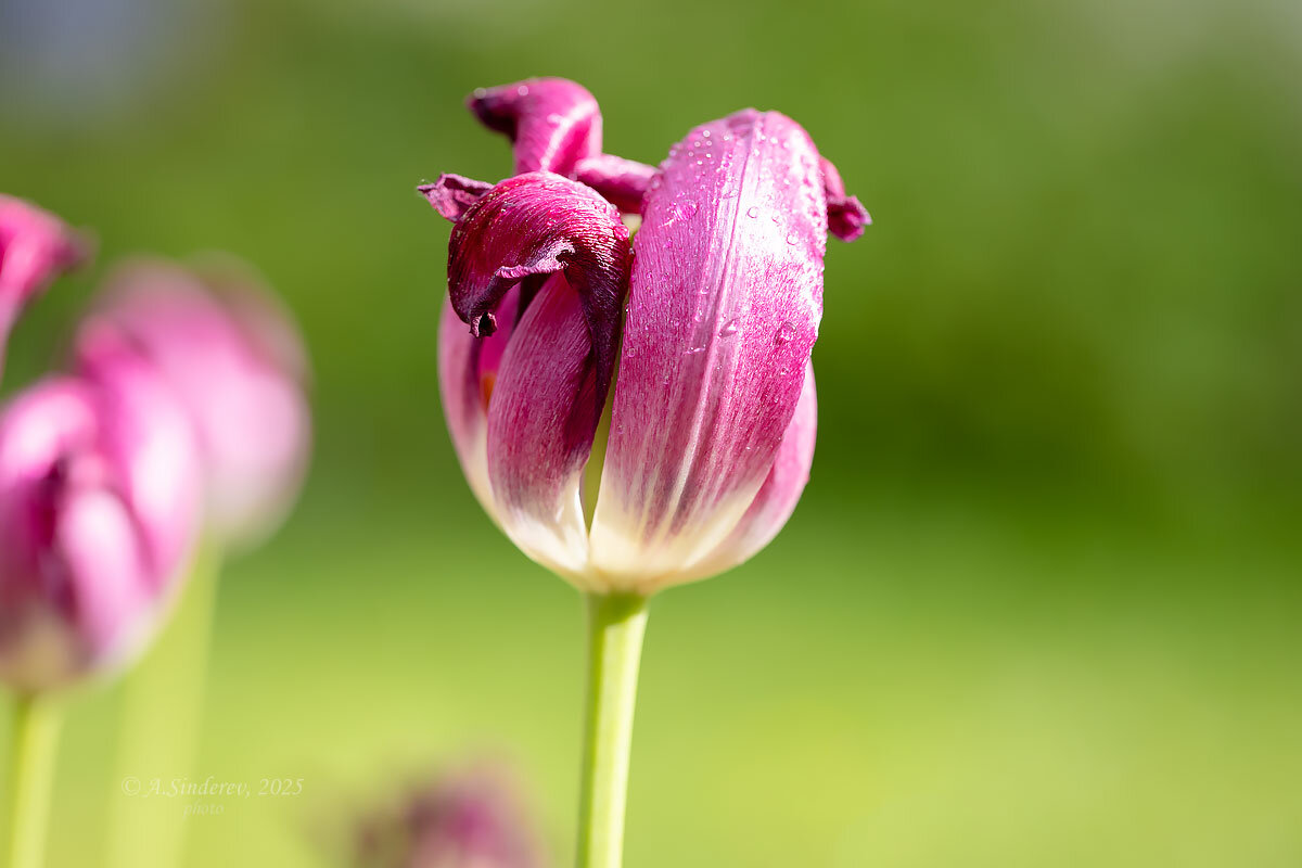 Увядающий тюльпан - Александр Синдерёв