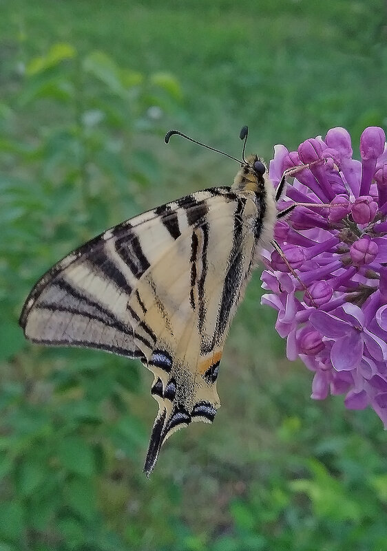 Чудесная... находка! - Валентина  Нефёдова 