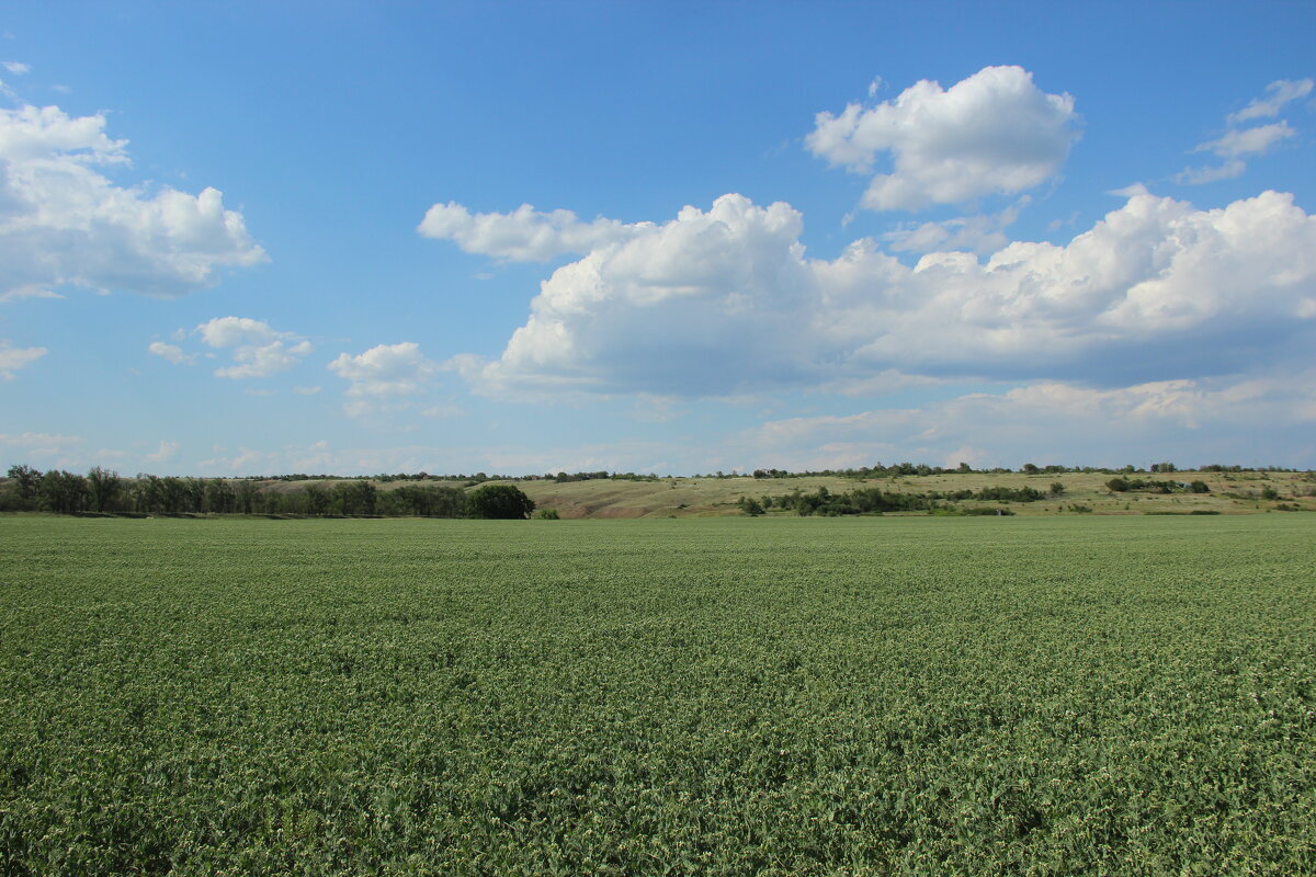 Местные виды. - Виктор 