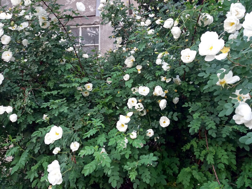 Шиповник - вестник лета - Galina Solovova Шиповник - вестник лета - Galina Solovova