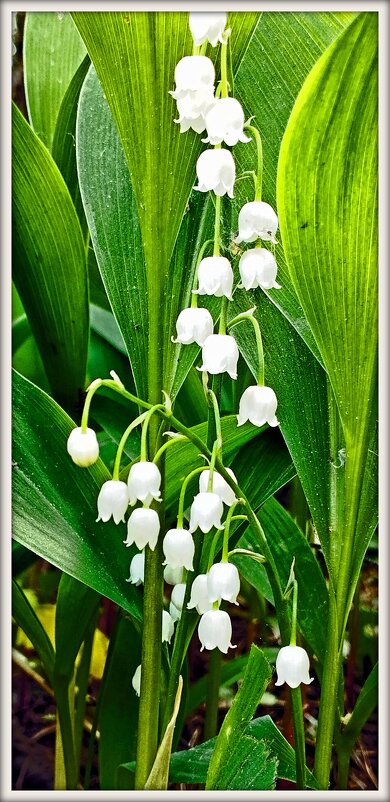 Цветущий ландыш. - Михаил Малец Цветущий ландыш. - Михаил Малец