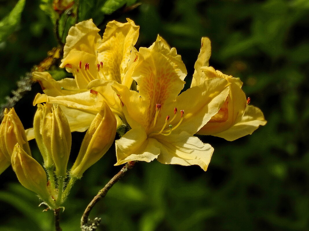 цветы в моём саду - ИННА ПОРОХОВА цветы в моём саду - ИННА ПОРОХОВА