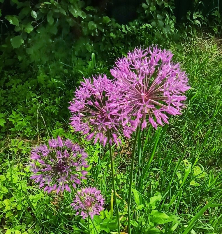 Июнь в синих тонах - veilins veilins