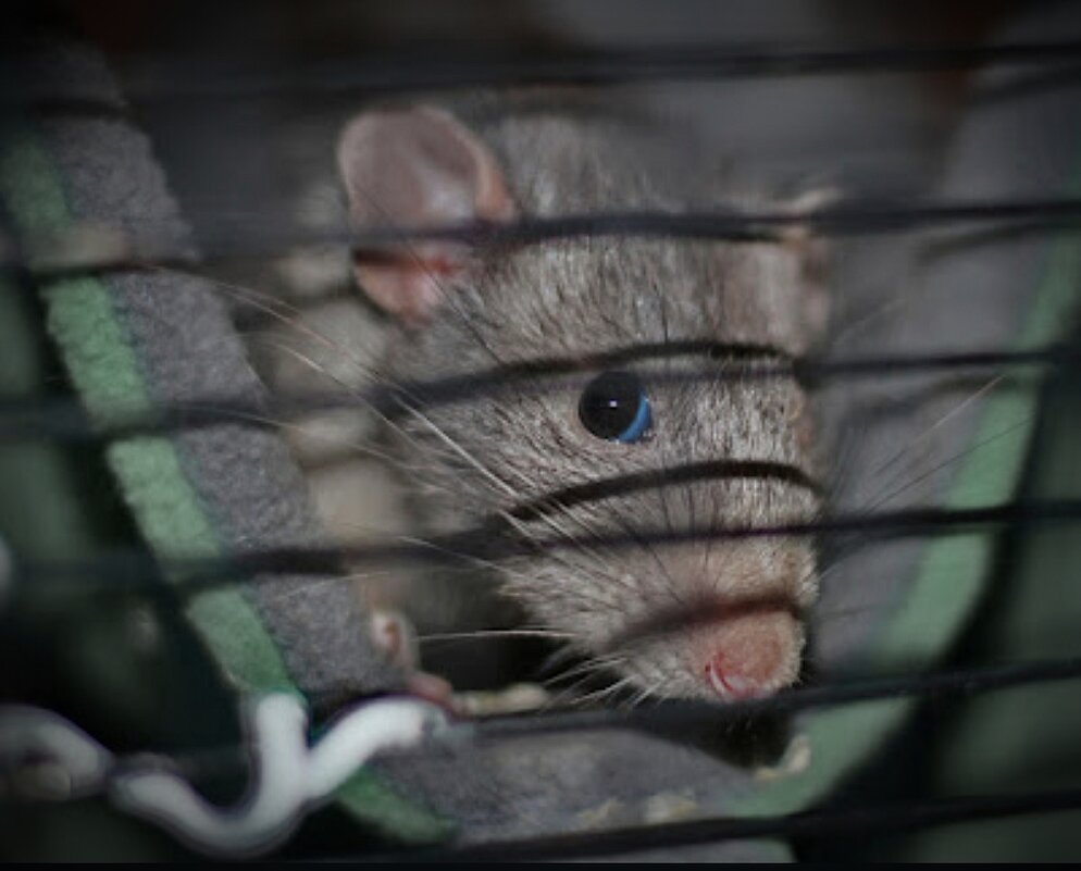 Реми - Тамара Вебер