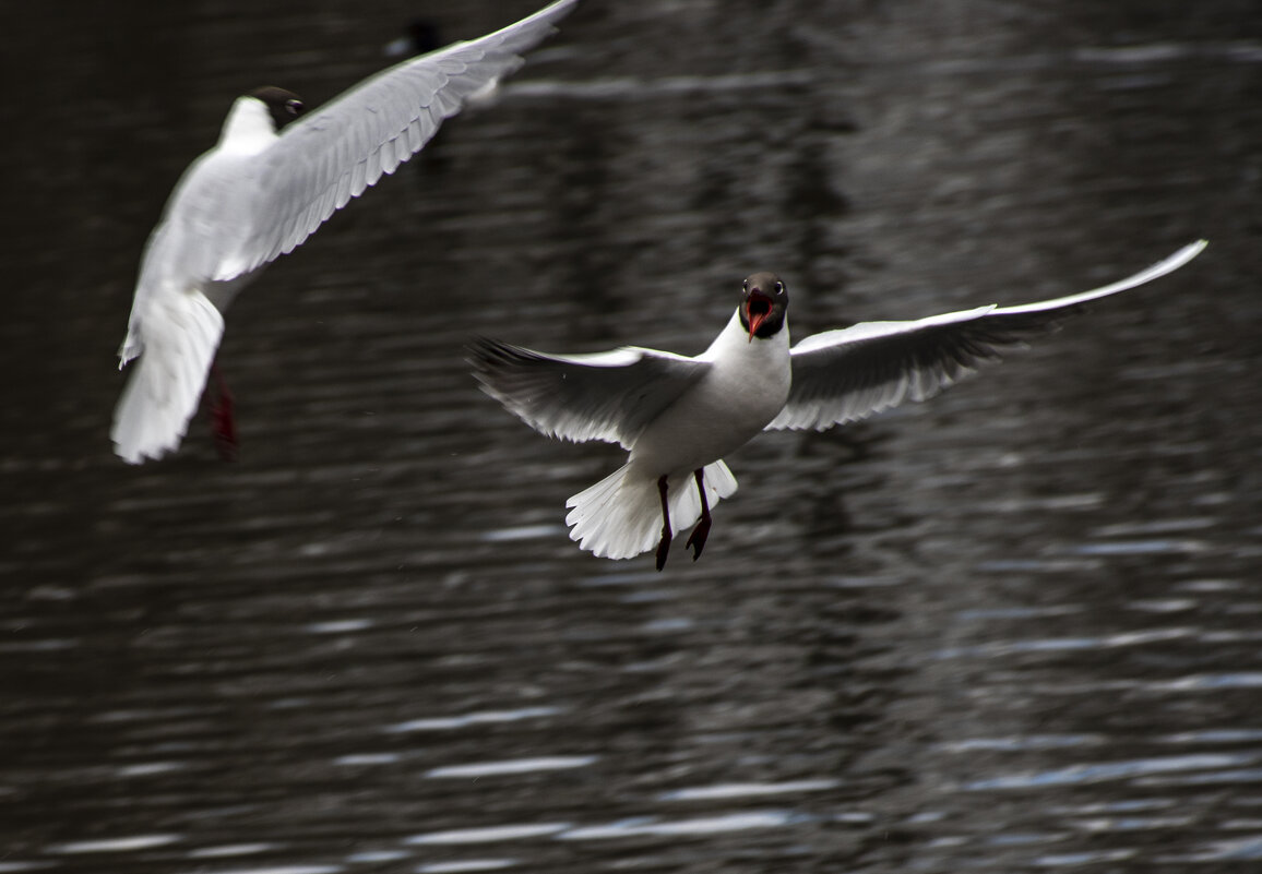 Крик чайки - Борис Генкин Крик чайки - Борис Генкин