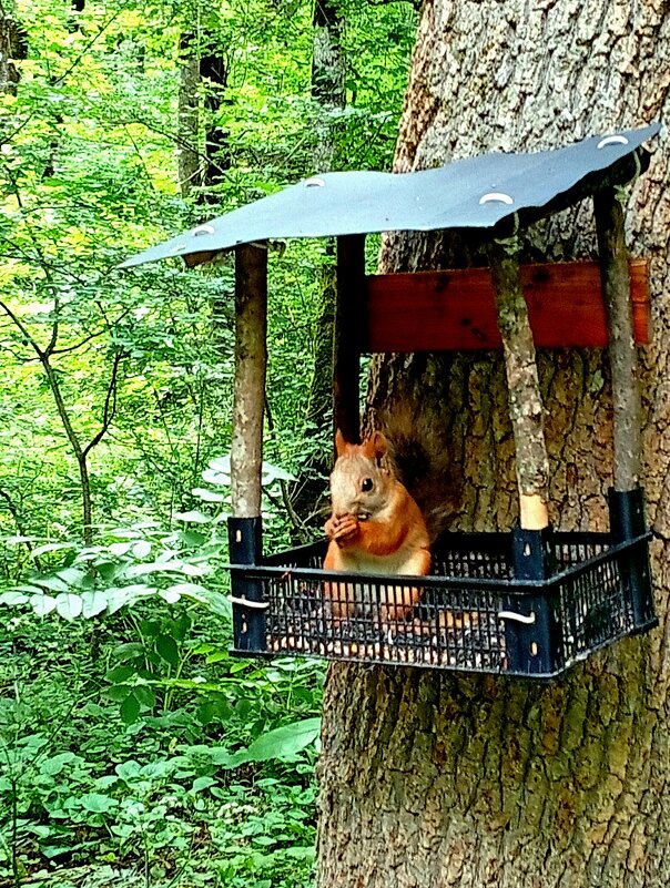 *** - Екатерина Филипенко