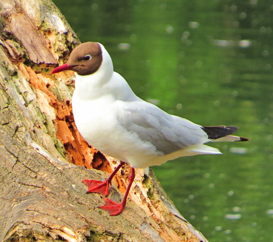 Речная чайка - Андрей Снегерёв Речная чайка - Андрей Снегерёв